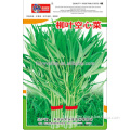 High Quality Water Spinach Swamp Cabbage Seeds Leafy Vegetable Seeds for planting-Small Leaf Water Spinach